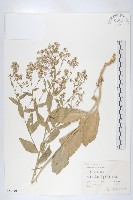 藏品(寬葉獨行菜)的圖片