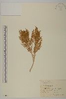 藏品(細枝鹽爪爪)的圖片