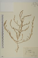 藏品(豬毛菜)的圖片