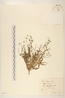 藏品(兔仔菜)的圖片