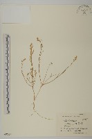 藏品(華蟲實)的圖片