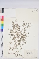 藏品(地錦)的圖片