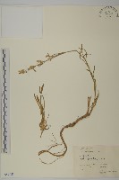 藏品(山螞蚱)的圖片