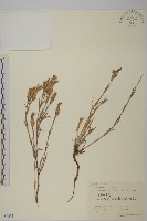 藏品(興安石竹)的圖片