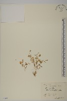 藏品(毛脈孩兒參)的圖片