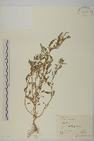 藏品(灰綠藜)的圖片