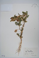 藏品(反枝莧)的圖片