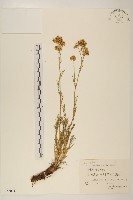 藏品(線葉菊)的圖片