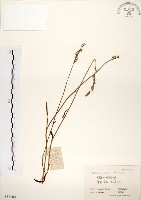 藏品(綬草)的圖片