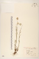 藏品(火絨草)的圖片