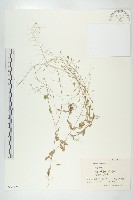 藏品(葶藶)的圖片