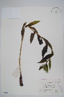 藏品(紫草)的圖片