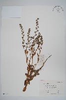 藏品(狼紫草)的圖片