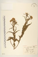 藏品(禾葉尾藥菊)的圖片