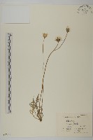 藏品(還陽參)的圖片