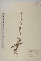 藏品(甘肅南牡蒿)的圖片