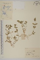 藏品(繁縷)的圖片