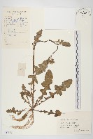 藏品(黃鵪菜)的圖片