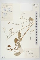 藏品(黃鵪菜)的圖片