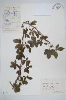 藏品(五加)的圖片