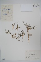 藏品(細葉蘭花參)的圖片