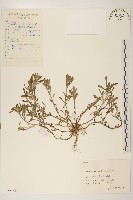 藏品(匙葉鼠麴草)的圖片