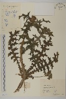 藏品(飛廉)的圖片