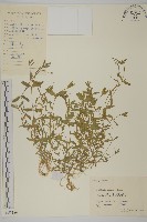 藏品(雀舌草)的圖片