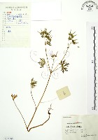 藏品(野老鸛草)的圖片