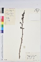 藏品(青灰葉下珠)的圖片