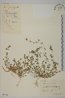 藏品(無心菜、鵝不食草)的圖片