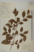 藏品(雷公藤)的圖片