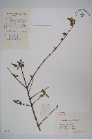 藏品(臘梅)的圖片