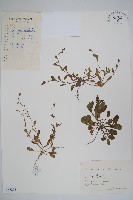 藏品(附地菜)的圖片