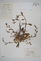 藏品(梓木草)的圖片