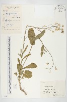 藏品(歐洲油菜)的圖片