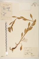 藏品(白頂飛蓬)的圖片