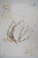 藏品(細葉蘭花參)的圖片