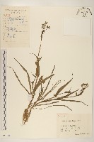 藏品(兔仔菜)的圖片