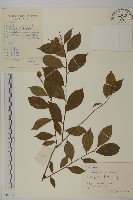 藏品(雷公藤)的圖片