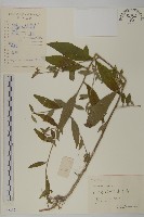 藏品(杓兒菜)的圖片