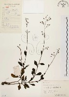 藏品(土人參)的圖片