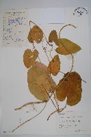 藏品(蘿藦)的圖片