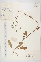 藏品(黃鵪菜)的圖片