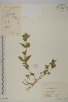 藏品(中國繁縷)的圖片