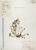 藏品(馬齒莧)的圖片