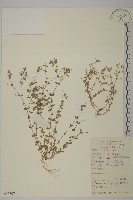 藏品(鐵莧菜)的圖片