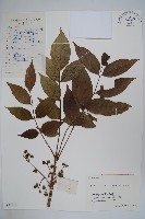 藏品(毛漆樹)的圖片