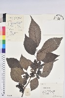 藏品(杜仲)的圖片