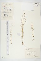 藏品(鼠耳芥)的圖片